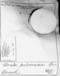 Torula pulveracea image